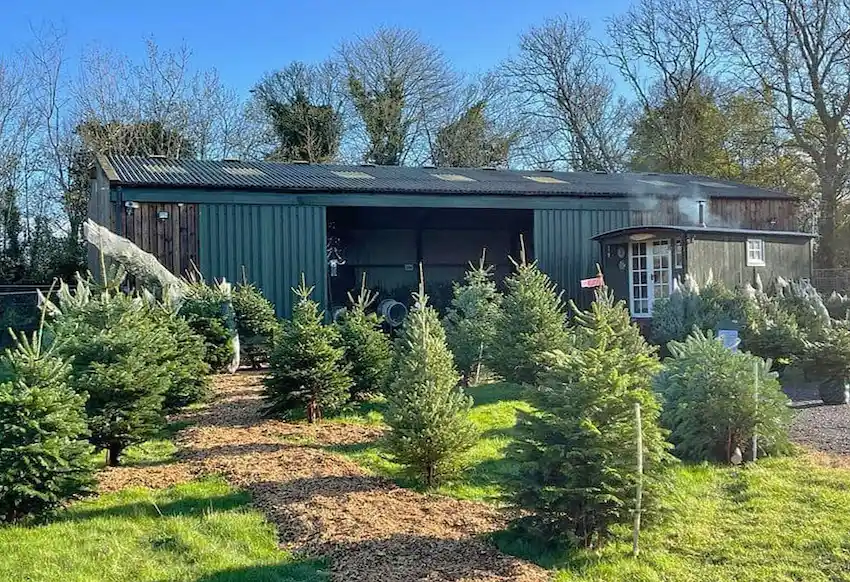 Christmas Tree Sales