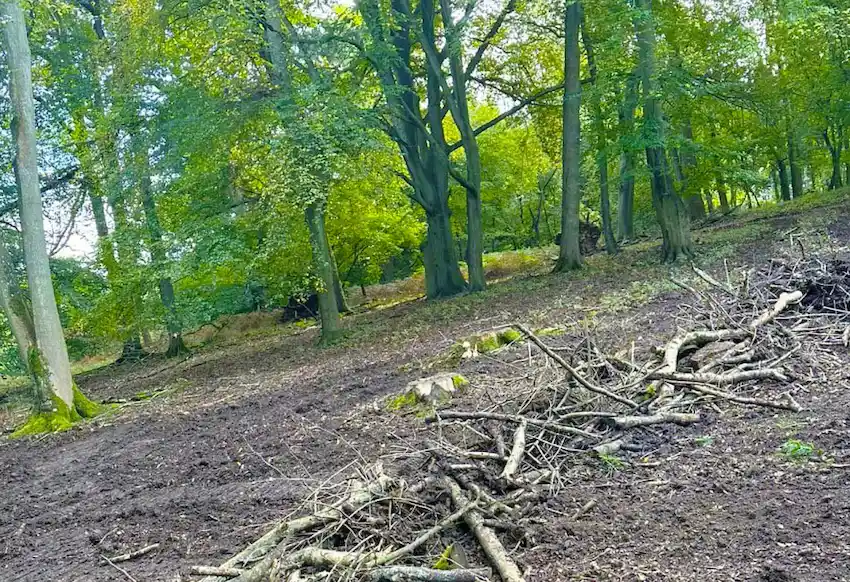 Land Site and Woodland Clearance