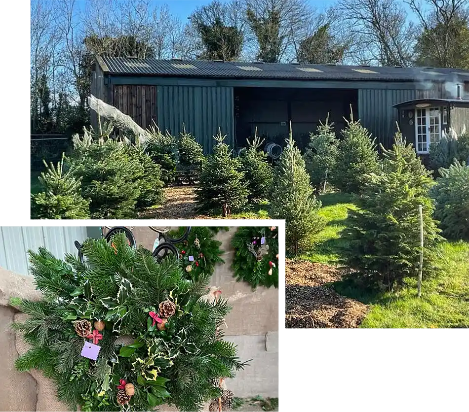 Top-quality christmas trees for sale